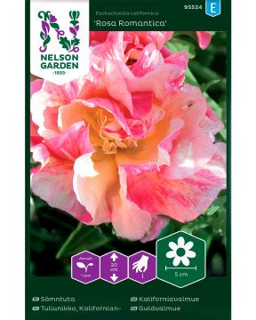 Kaliforniantuliunikko Rosa Romantica 