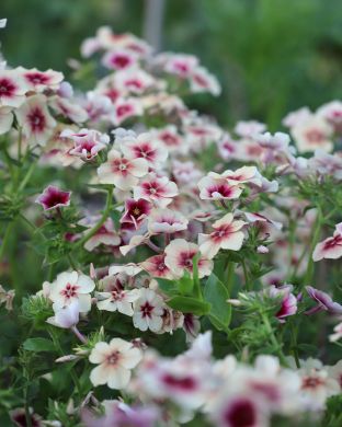 Kesäleimu Cherry Caramel