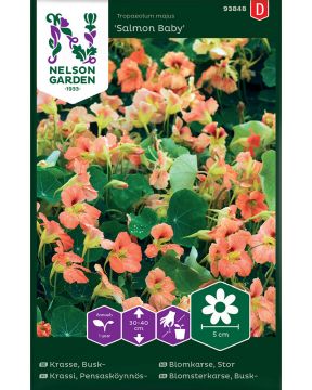 Pensasköynnöskrassi Salmon Baby