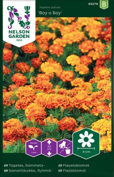 Ryhmäsamettikukka Boy o Boy