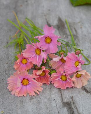 Punakosmos Apricotta