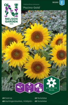 Kääpiöauringonkukka Pacino Gold
