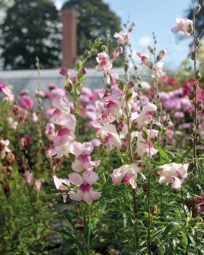 Leijonankita Lucky Lips