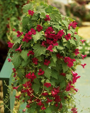 Purppuravaula punainen 3 kpl