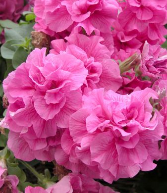 Kerrattu petunia Clara