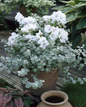 Hopeakäpälä 3 kpl