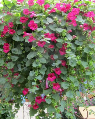 Purppuravaula pinkki