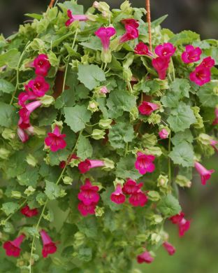 Purppuravaula pinkki