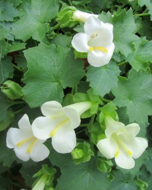 Purppuravaula valkoinen