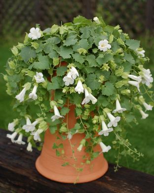 Purppuravaula valkoinen