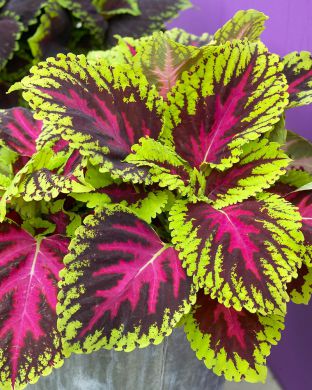 Värinokkonen Kong Rose 3 kpl