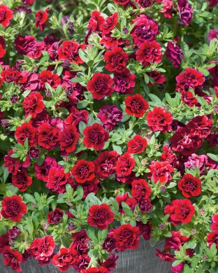 Miljoonakello Double Ruby