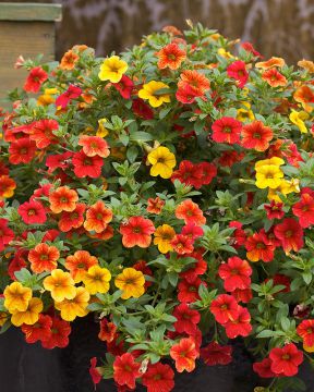 Miljoonakello Can Can Terracotta