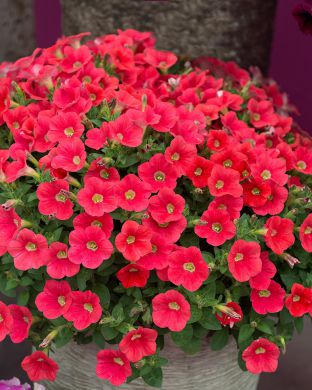 Petunia Shock Wave Coral Crush