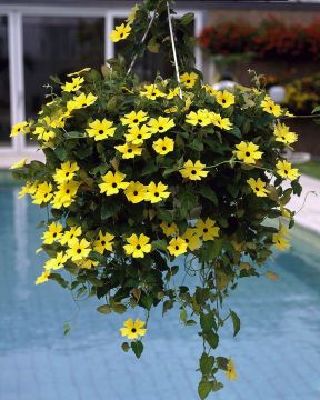 Mustasilmäsusanna keltainen