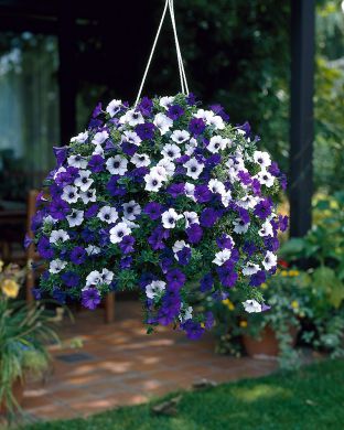 Petunia sinivalko mix