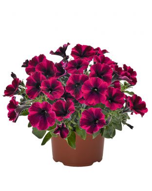 Petunia Suzie Storm 3 kpl