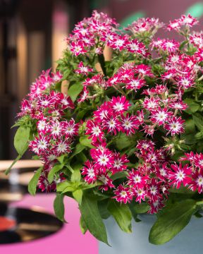 Kesäleimu Disco Rose with Eye 3 kpl