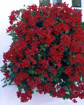 Riippapelargoni Ivy League Red