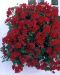Riippapelargoni Ivy League Red