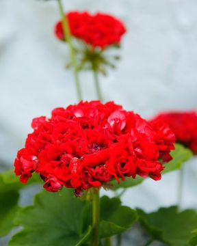 Ruusunnuppupelargoni Red Rosebud