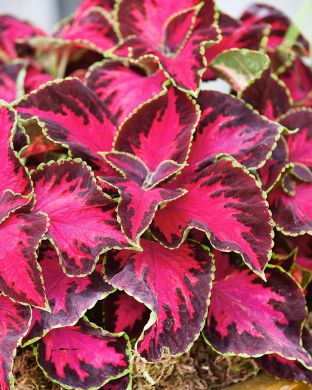 Värinokkonen Chocolate Covered Cherry 3 kpl