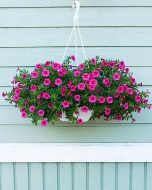 Miljoonakello Conga Rose Kiss