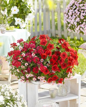 Kesäkukka-amppeli Rocking Red