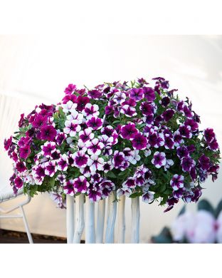 Petunia Purple Touch 