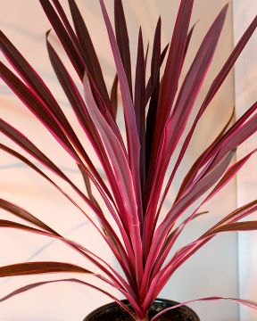 Viherliljapuu Pink Passion 