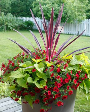 Viherliljapuu Pink Passion 