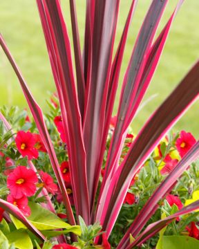 Viherliljapuu Pink Passion 