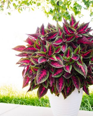 Värinokkonen Ruby Road 3 kpl