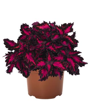 Värinokkonen Royalty