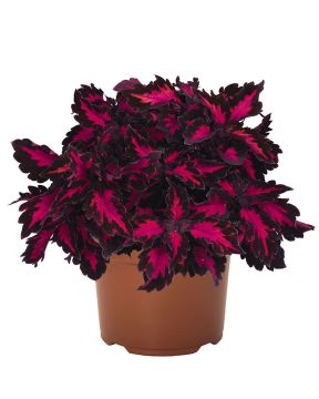 Värinokkonen Royalty