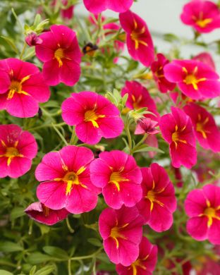 Miljoonakello Rave Cherry