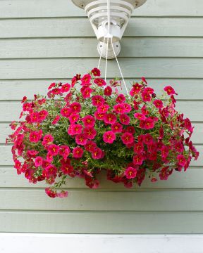 Miljoonakello Rave Cherry