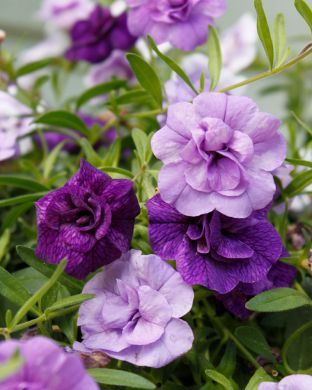 Kerrattu miljoonakello Blue Petticoat