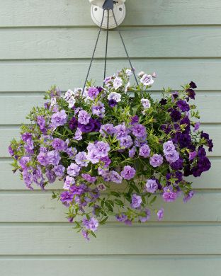 Kerrattu miljoonakello Blue Petticoat