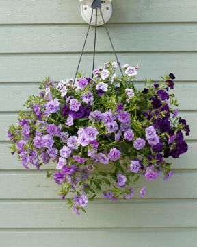 Kerrattu miljoonakello Blue Petticoat