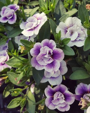 Kerrattu miljoonakello Lav Tastic