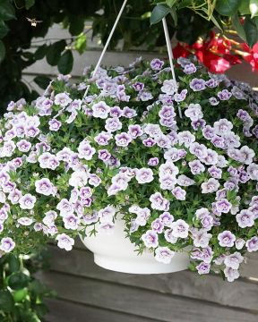 Kerrattu miljoonakello Lav Tastic