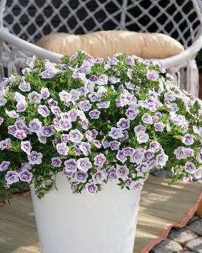 Kerrattu miljoonakello Lav Tastic