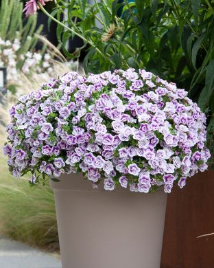 Kerrattu miljoonakello Lav Tastic