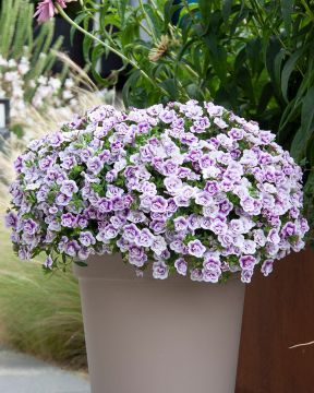 Kerrattu miljoonakello Lav Tastic