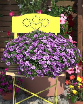 Kerrattu miljoonakello Double Amethyst 3 kpl