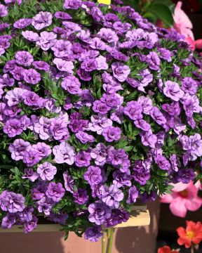 Kerrattu miljoonakello Double Amethyst 3 kpl