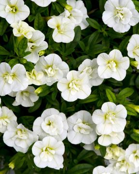 Kesäkukkalajitelma 3 kpl