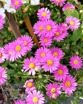 Nukenkaulus pinkki 3 kpl