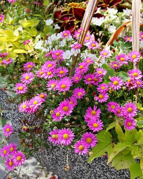 Nukenkaulus pinkki 3 kpl